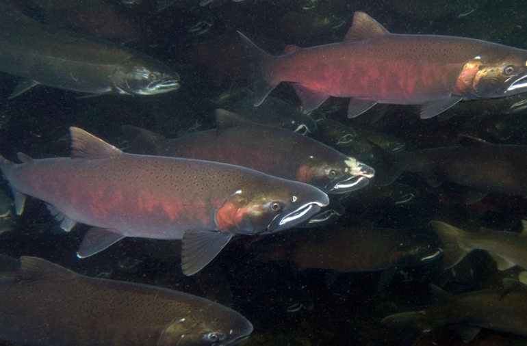 coho