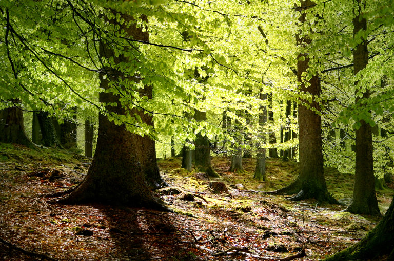 European beech trees