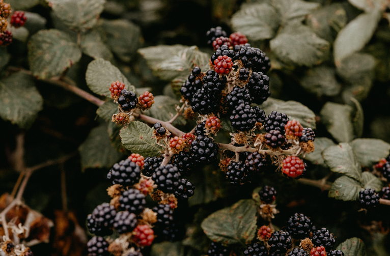 blackberries
