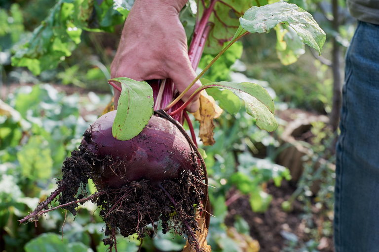 freshly grown beetroot