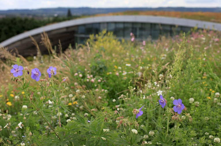 green roof