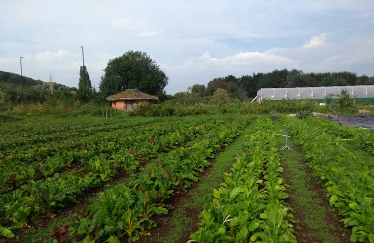 Sims Hill CSA