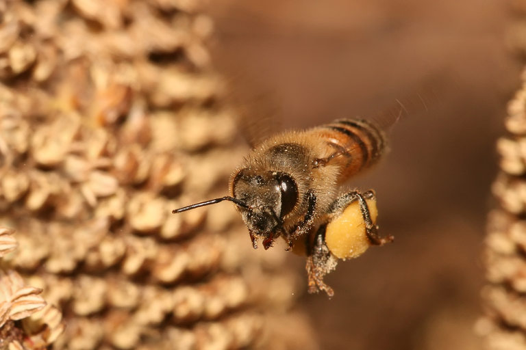 bee