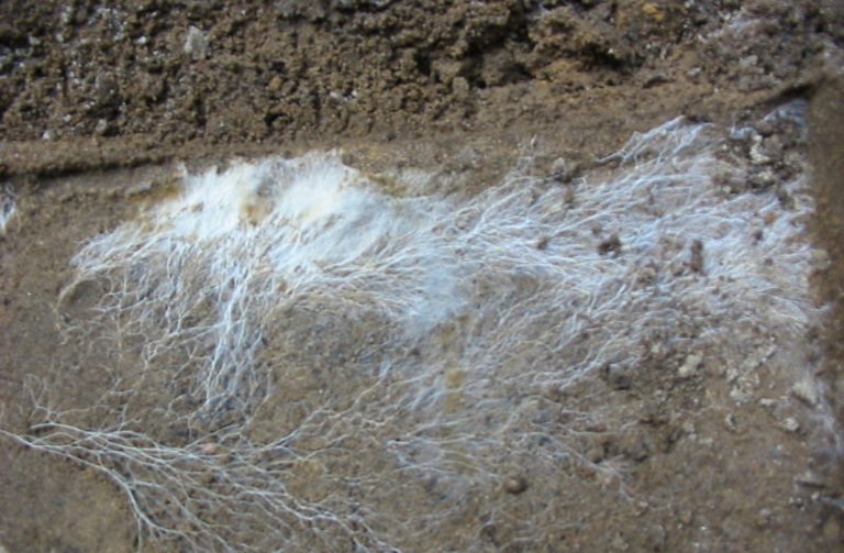 mushroom's roots