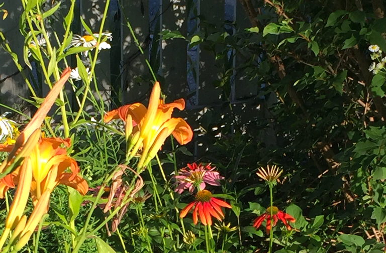 daisies