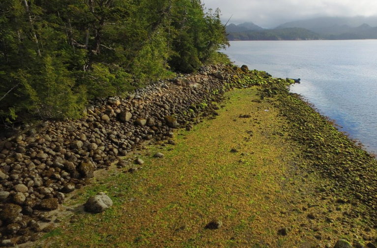 Clam gardens