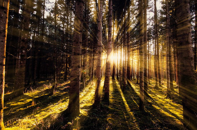 trees