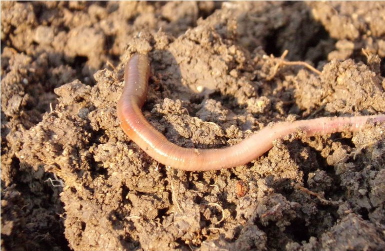 soil