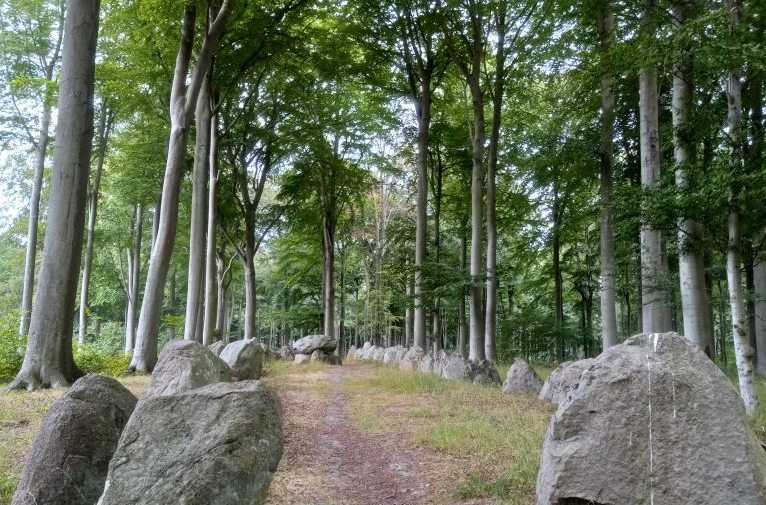 forest