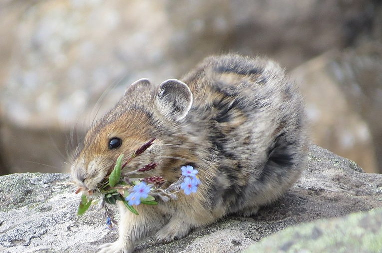 pika