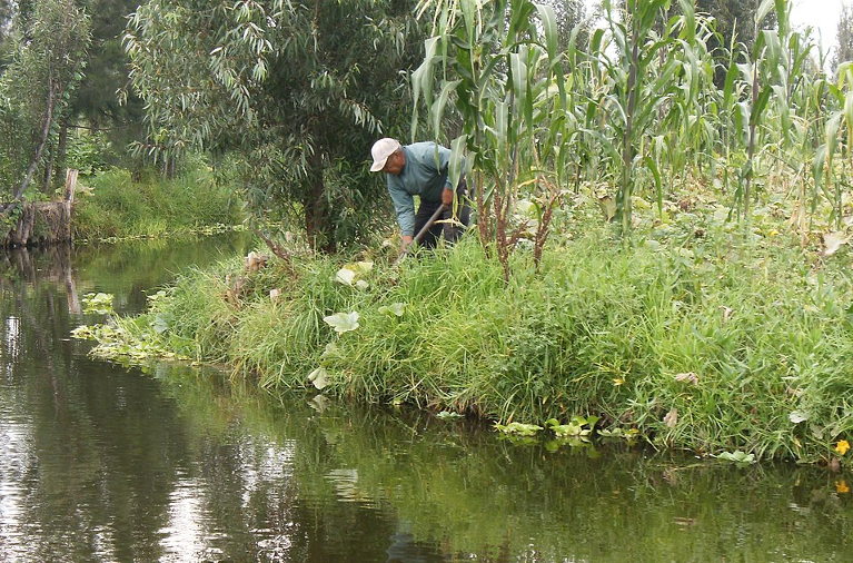 chinampa