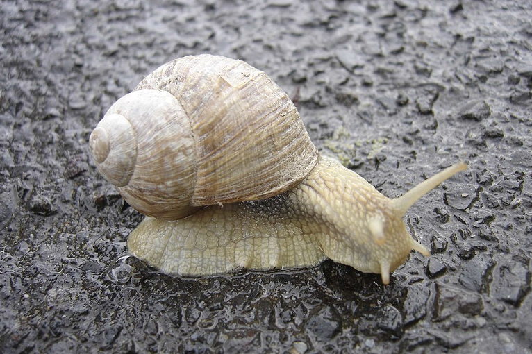 snail