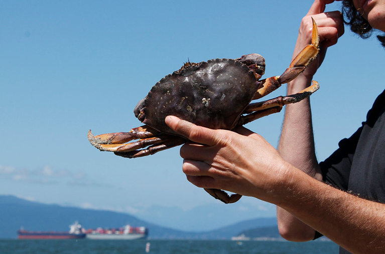 Foraged wild crab