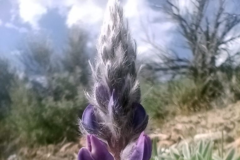 Lupine