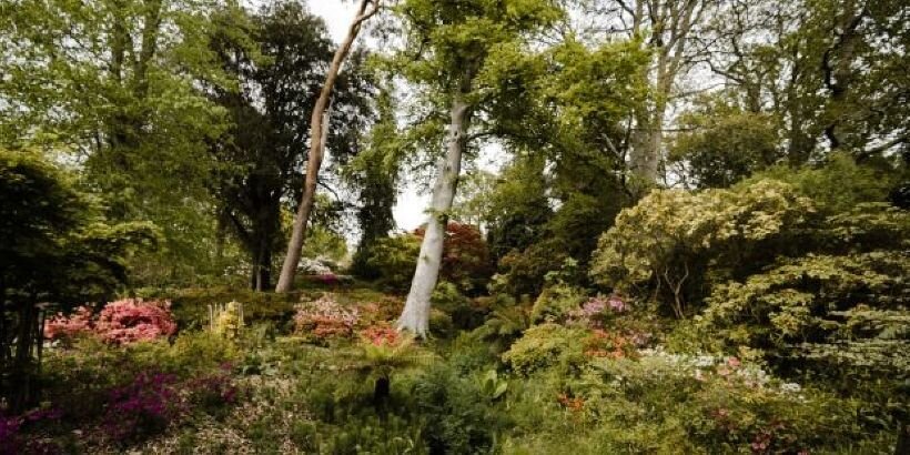 Seven layers in a forest garden