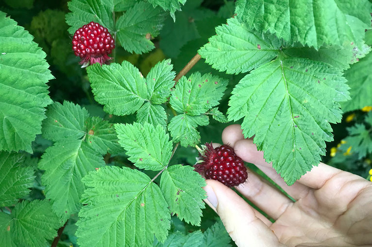Salmonberries