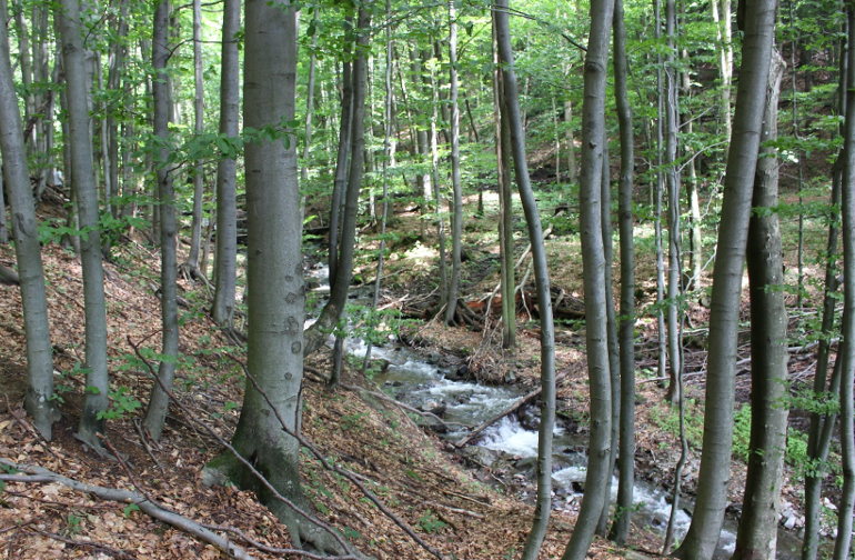 beech forest