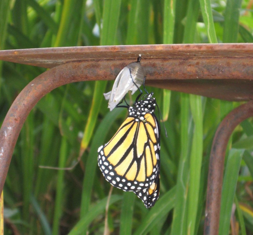 butterfly