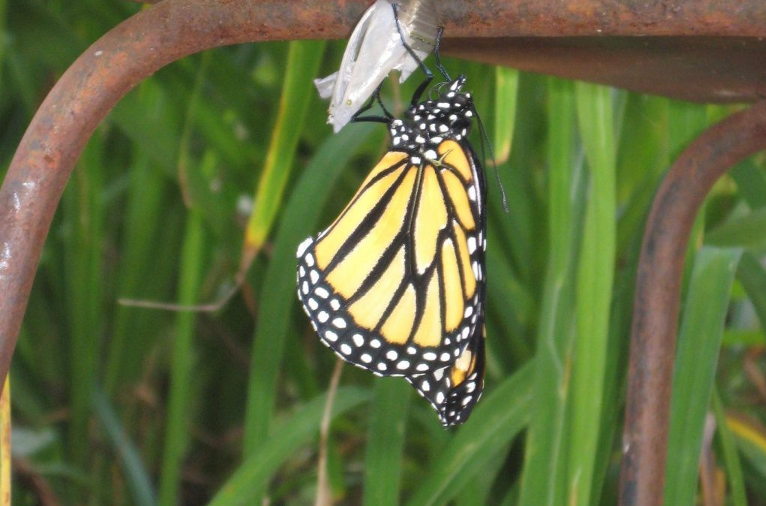 butterfly