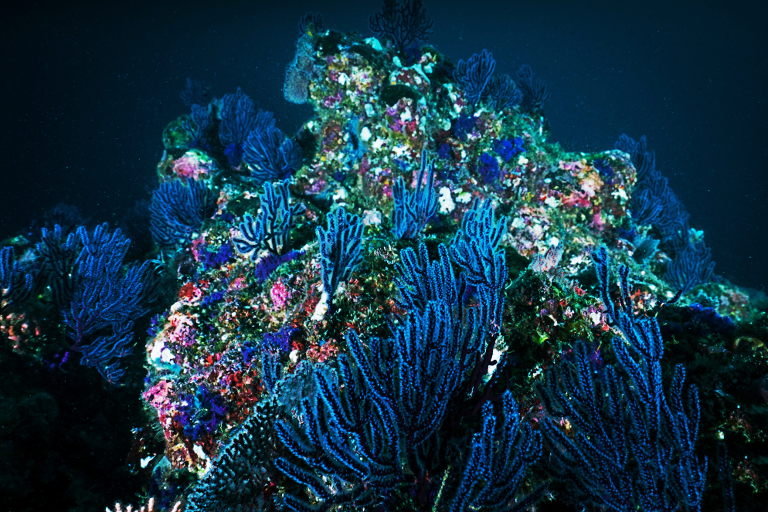 ocean