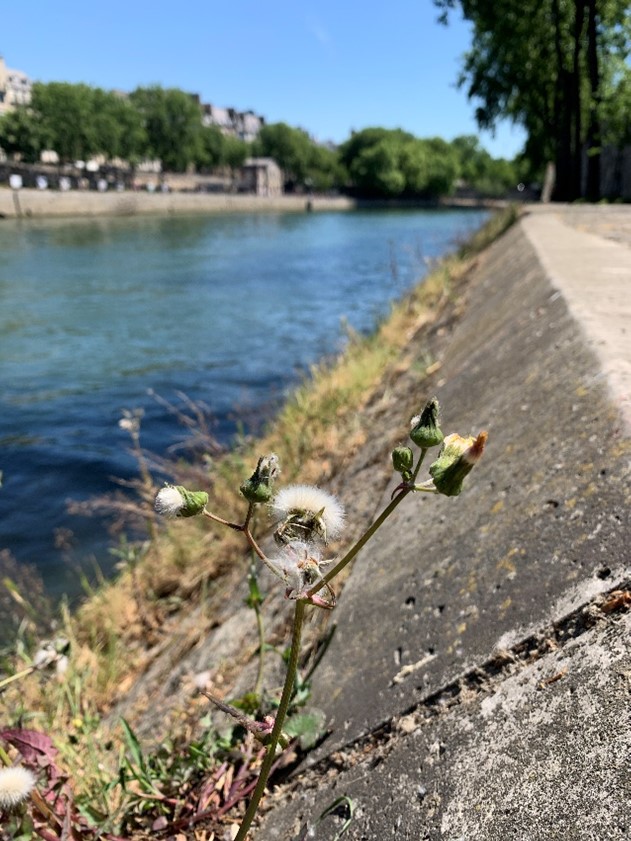 nature returns to the Seine