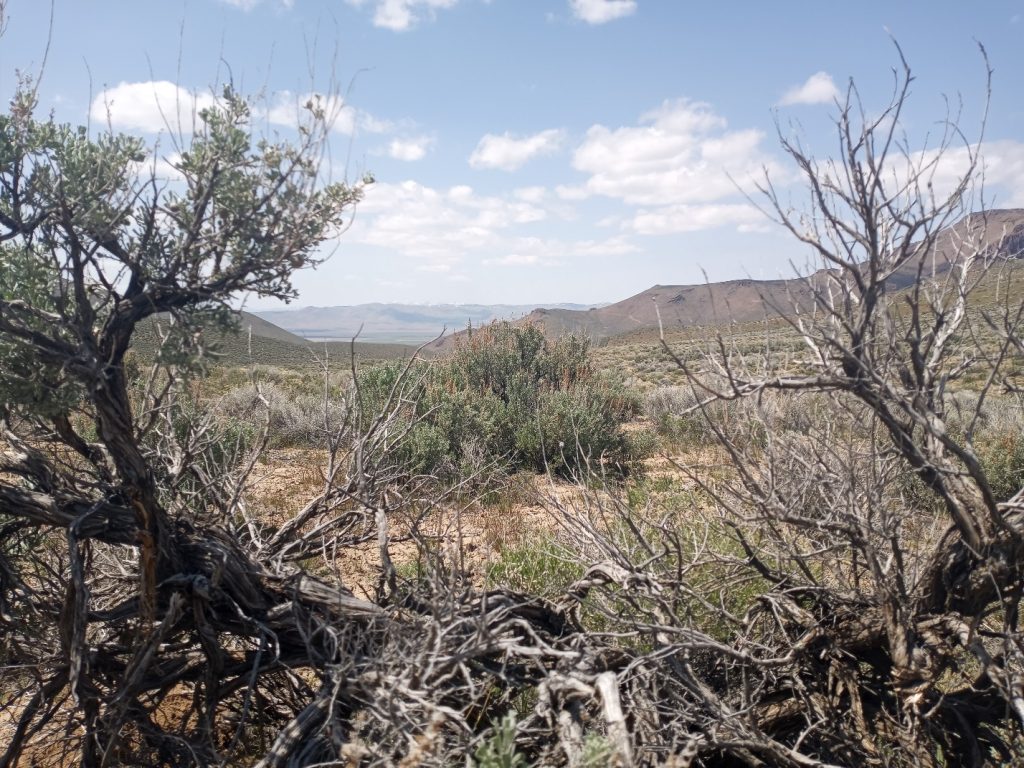 Thacker pass