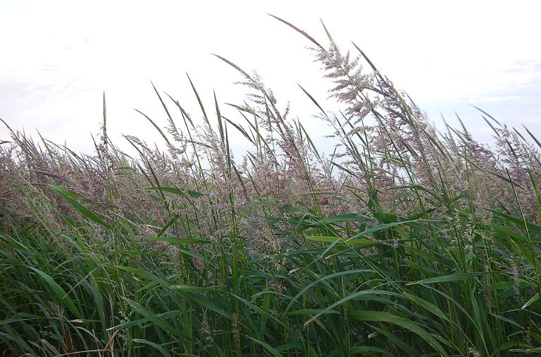 wild rice