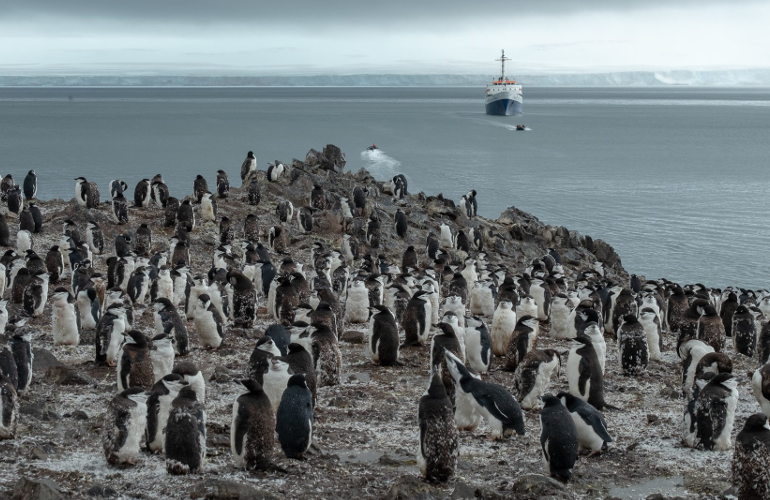 penguins