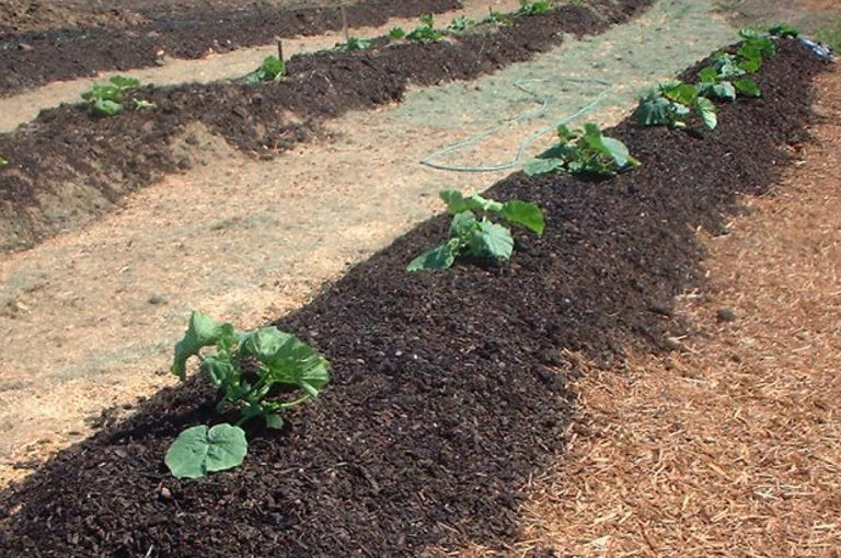 pumpkins grown in biosolids