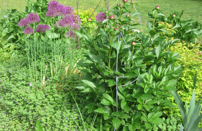 garden picture
