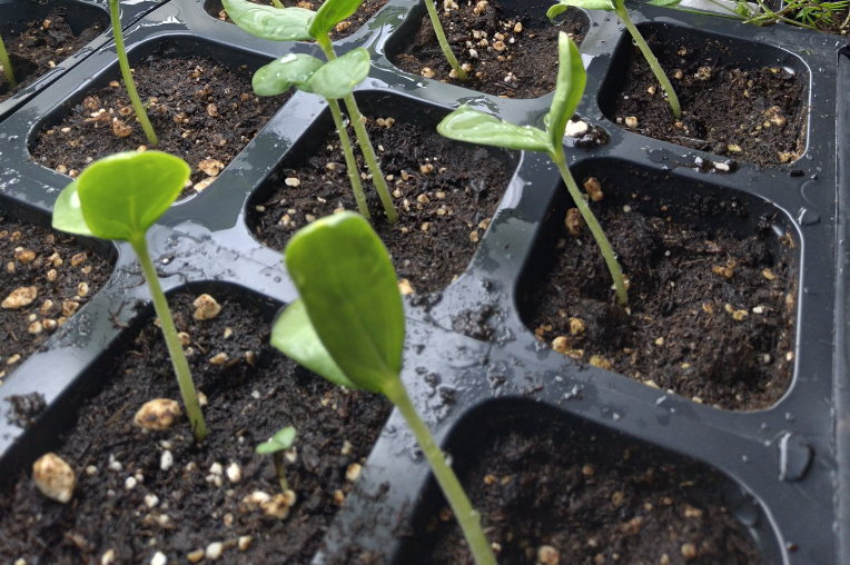 seedlings