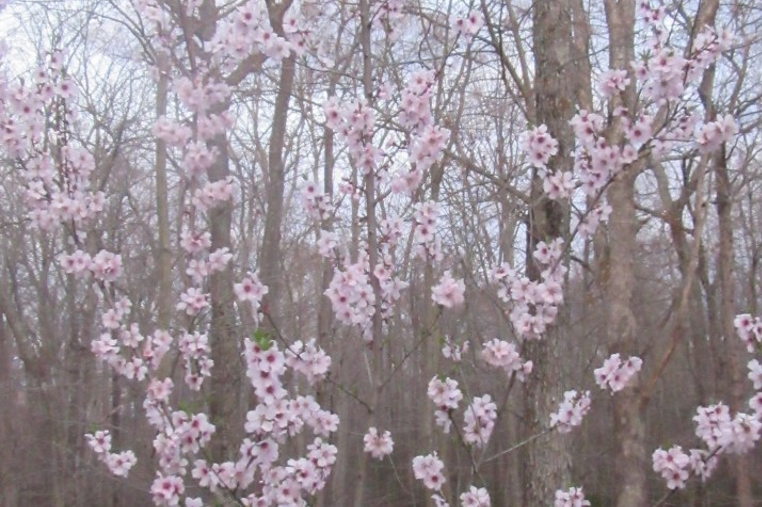 almond trees