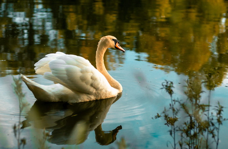white swans