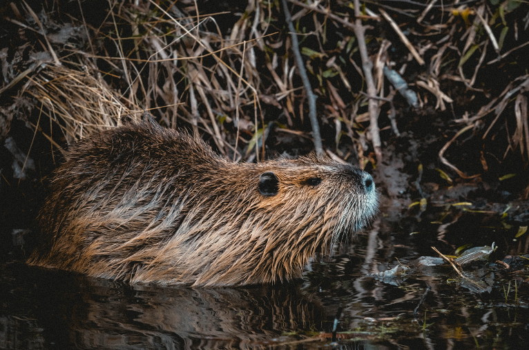 beavers