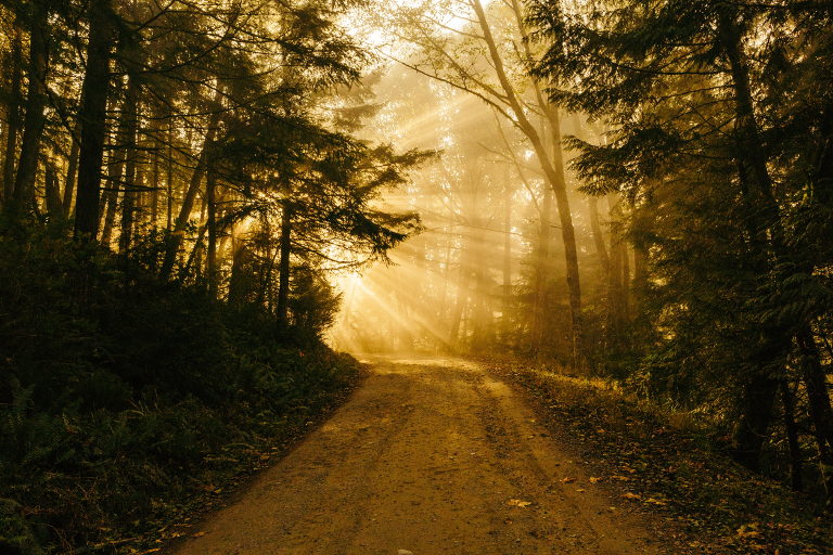 forest path
