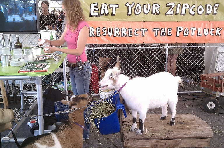 Goat cheesemaking