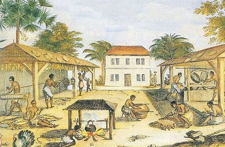 Tobacco cultivation