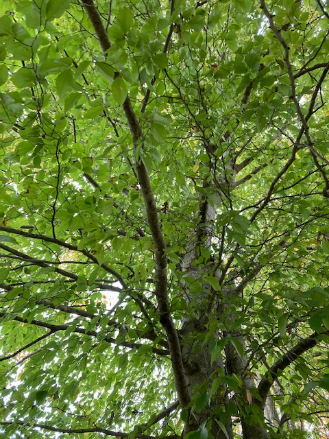 tree