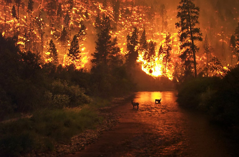 wildfire