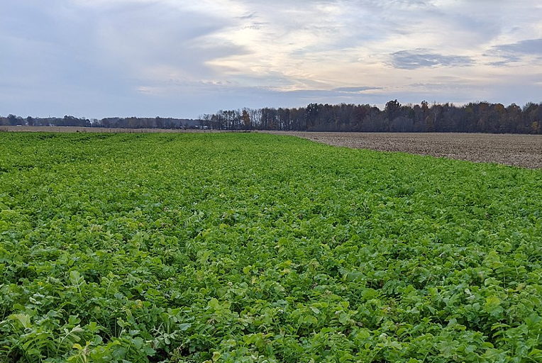 Tillage radish