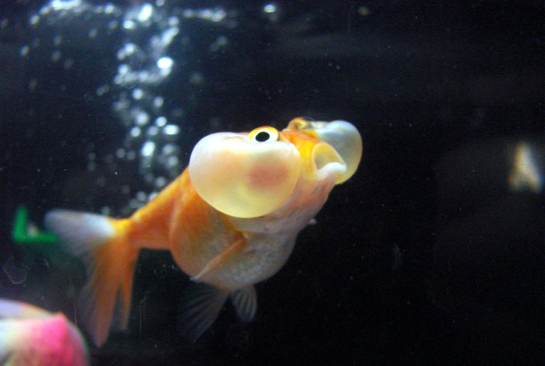 Bubble eye goldfish