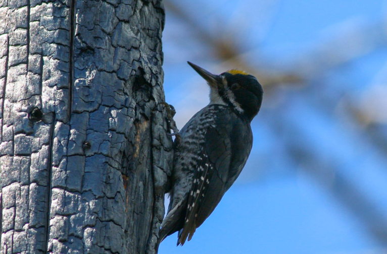 blackbacked woodpecker