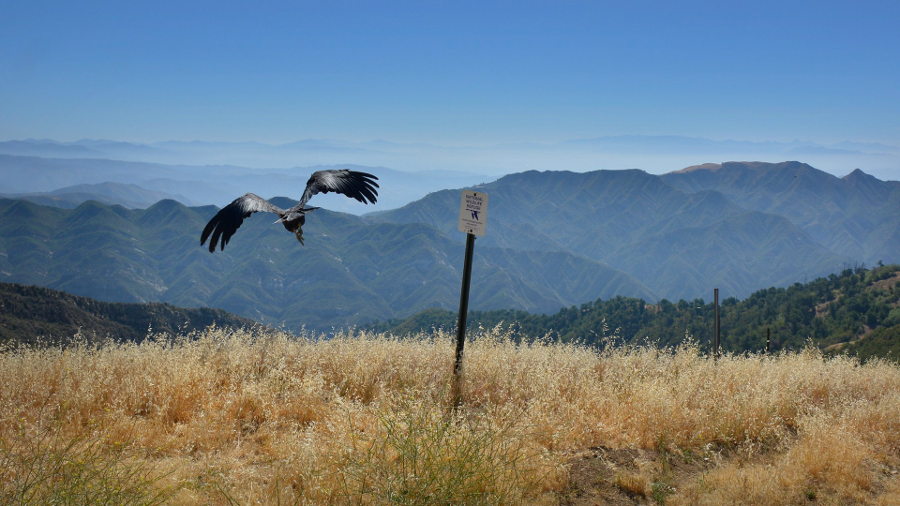 condor release