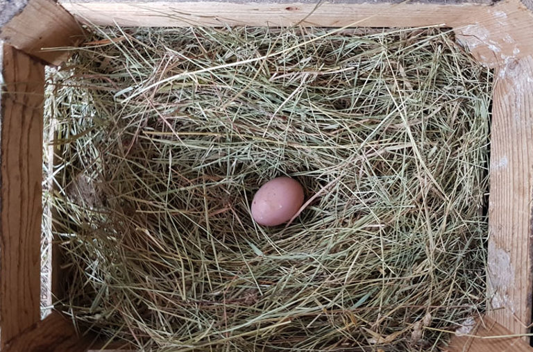 egg