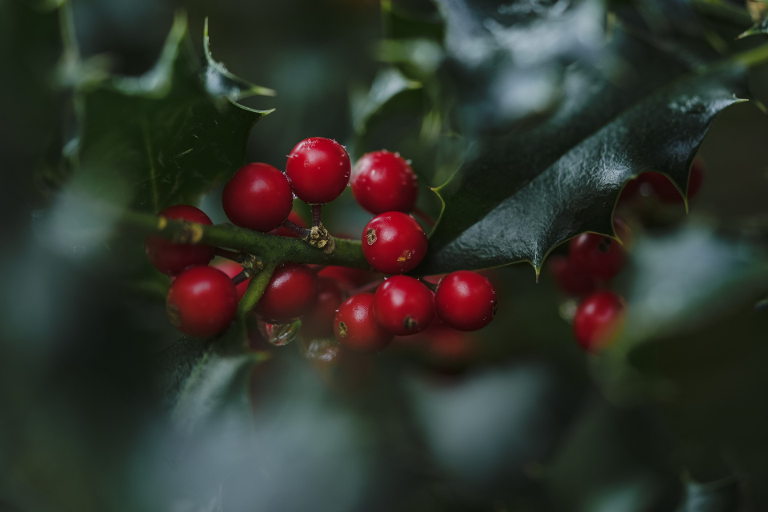 holly