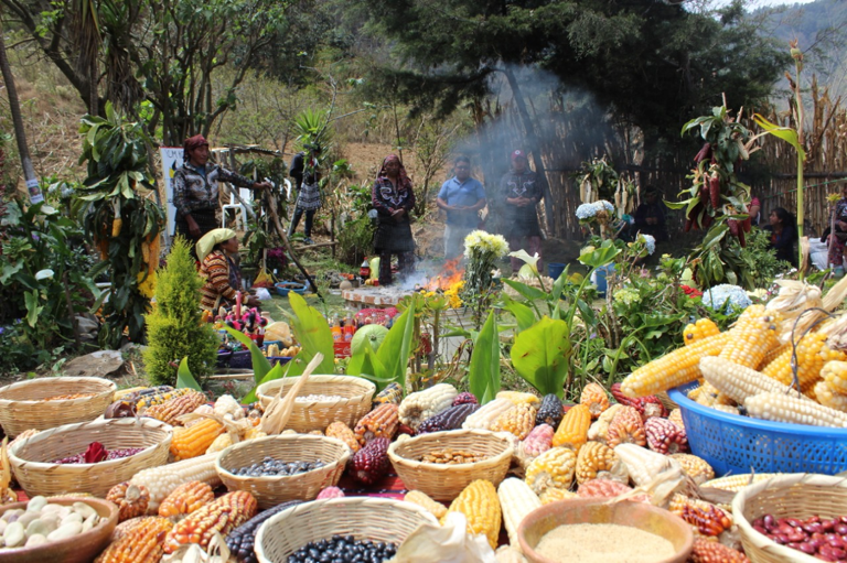 seed offering