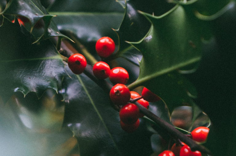 holly