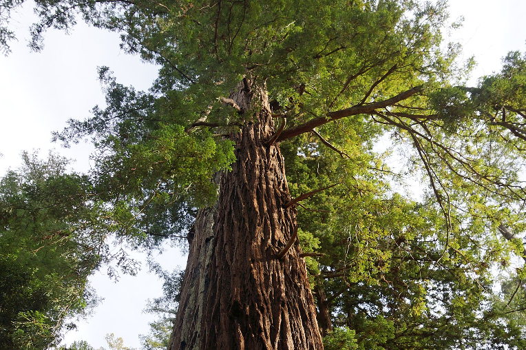 Redwood tree