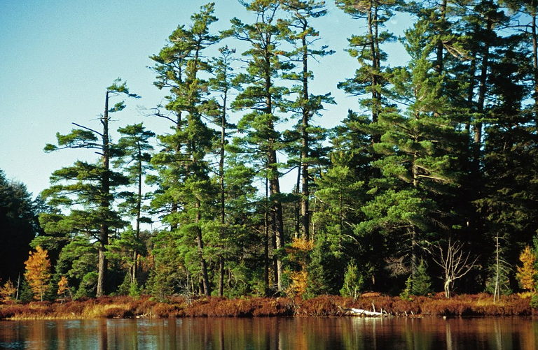 Eastern white pine