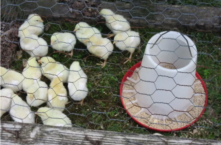 chicks